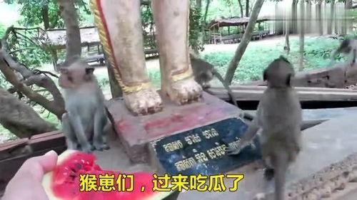 印度人看猴子吃瓜视频,猴子吃瓜视频引发热议，揭秘印度人与猴子的和谐共生