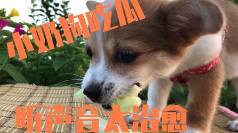 吃瓜小狗现场视频大全下载,趣味瞬间尽收眼底