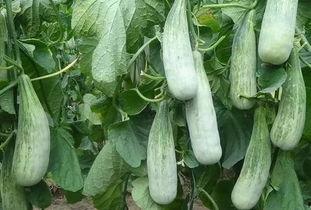 临沂网红吃瓜视频,揭秘当地美食文化新潮流