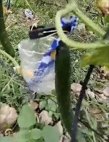 韩城吃瓜事件真相视频,揭秘真相背后的惊人内幕