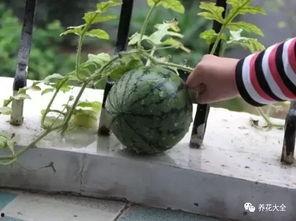 吃瓜视频不用钱可以看吗