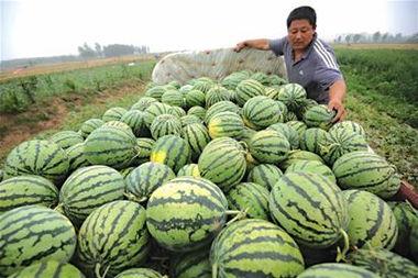 卖瓜老是吃坏怎么办呢视频,瓜农如何避免吃坏瓜的尴尬