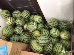 温州花店吃瓜视频,一场花店里的欢乐盛宴