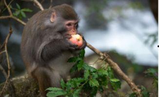 猴子吃佛手瓜视频播放