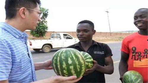 黑人吃脆瓜的视频,趣味横生瞬间引网友热议