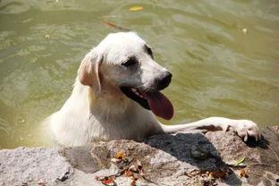 西施犬吃哈密瓜视频播放,萌态十足引网友热议