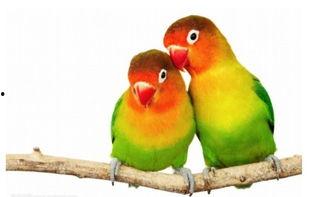 幸福鸟吃瓜视频大全下载