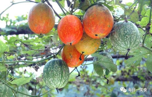 吊瓜树种子可以吃吗视频,美味可口的天然零食探索