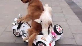 带你吃瓜搞笑遛狗视频下载,笑料横生！带你一睹“吃瓜搞笑遛狗”视频下载瞬间