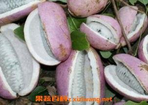 小孩吃八月瓜视频,趣味横生解锁夏日美味新体验