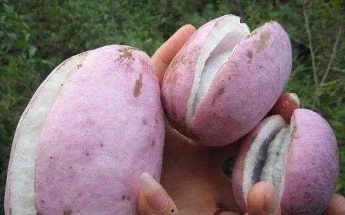 羊可以吃八月瓜吗视频大全,揭秘羊能否享用八月瓜的奥秘