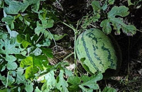 保山人吃土瓜视频播放下载,播放下载热潮席卷全网